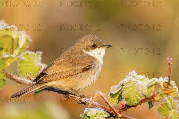 Lesser Whitethroat (Sylvia curruca), Baden-Wuerttemberg, Germany