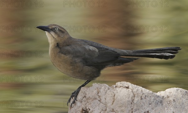 Great-tailed Grackle (Quiscalus mexicanus) female, Arizona, USA