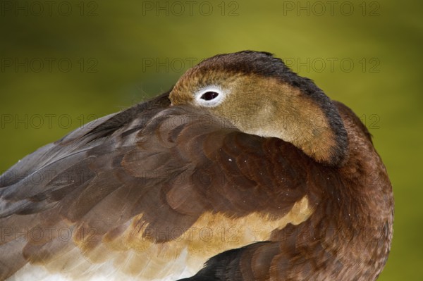 Black-bellied Whistling Duck (Dendrocygna autumnalis), Arizona, USA
