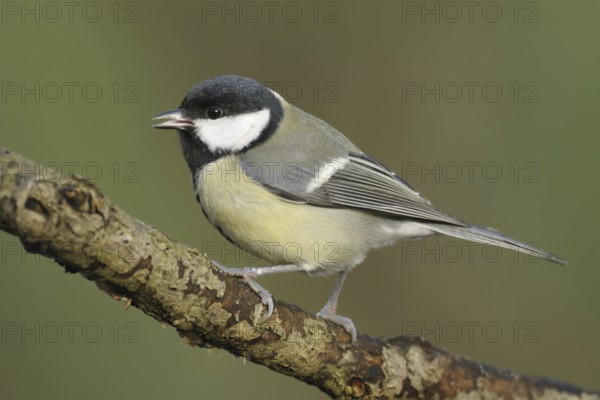 Great Tit (Parus major), North Rhine-Westphalia, Germany