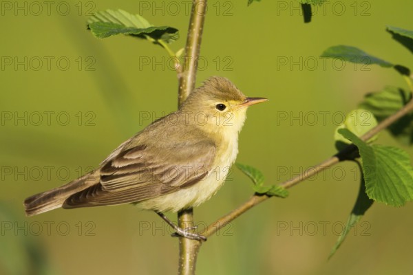 Icterine Warbler (Hippolais icterina), Baden-Wuerttemberg, Germany
