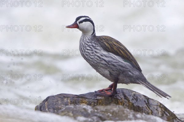 Torrent Duck (Merganetta armata) male, Ecuador