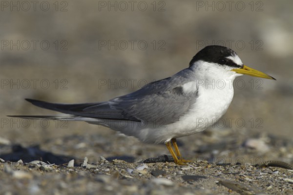 Little Tern (Sternula albifrons), Andalusia, Spain