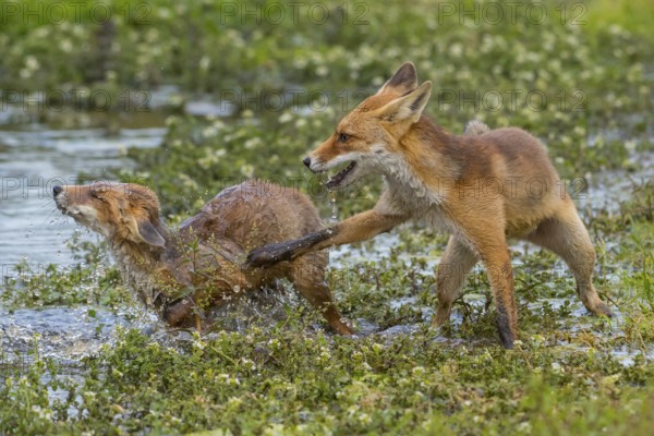 Red Fox (Vulpes vulpes) two young fighting and playing in pond, Netherlands