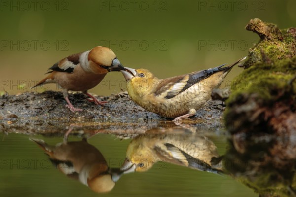 Appelvink man voert jong, Hawfinch male feeding juvenile
