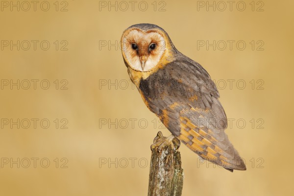 Barn owl on tree stump at the evening. Beautiful bird in nature habitat. Wildlife scene from nature. Owl, clear background. Night animal during late evening, forest meadow, United Kingdom