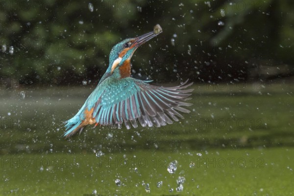 Common Kingfisher (Alcedo atthis) male fishing, Lower Saxony, Germany