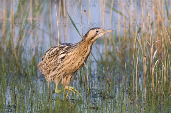 Rohrdommel (Botaurus stellaris) Eurasian Bittern