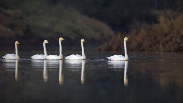 Whooper Swan (Cygnus cygnus), Saxony-Anhalt, Germany