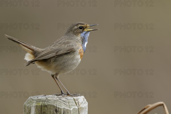 Bluethroat (Luscinia svecica cyanecula) male singing, perched on a pale, North Rhine-Westphalia, Germany