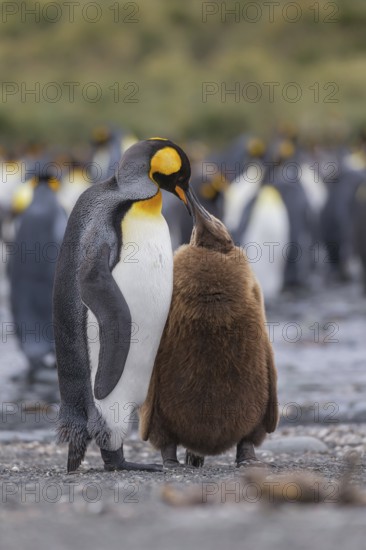 King Penguin (Aptenodytes patagonicus) feeding young, South Georgia