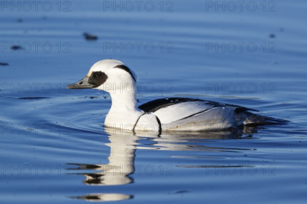 Smew (Mergellus albellus) male, Netherlands