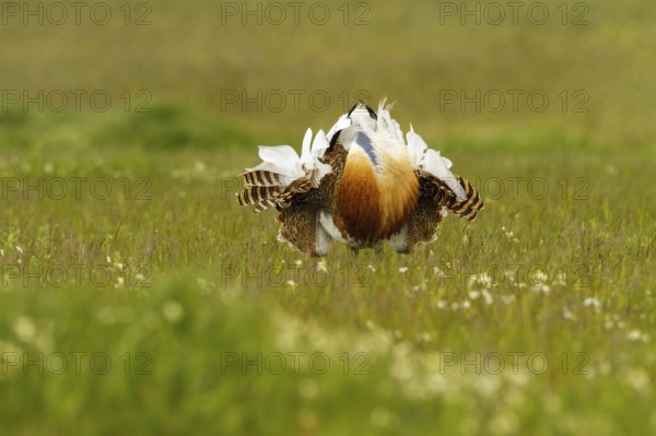 Great Bustard (Otis tarda) male, Castile-La Mancha, Spain
