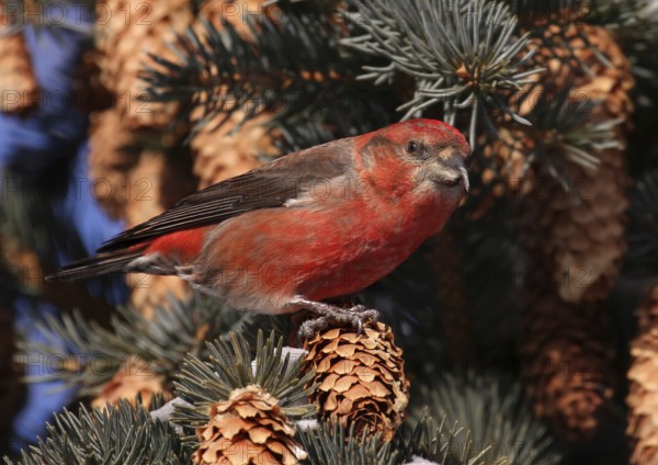 Red Crossbill (Loxia curvirostra) male, Saskatchewan, Canada