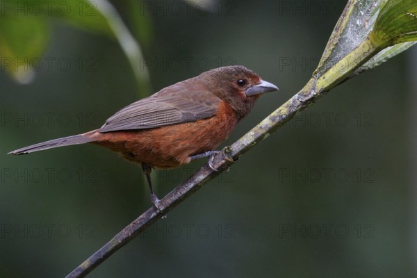 Silver-beaked Tanager (Ramphocelus carbo) perched on a branch in the Amazon in Peru