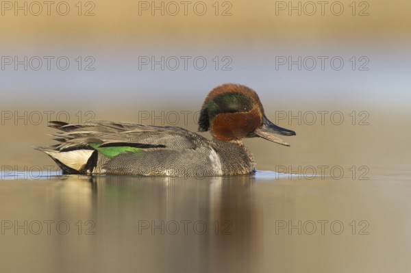 Green-winged Teal (Anas carolinensis) male, Alaska, USA