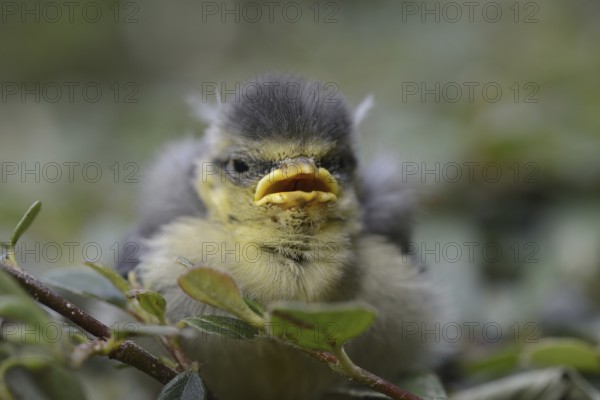Eurasian Blue Tit (Cyanistes caeruleus) juvenile, Lower Saxony, Germany