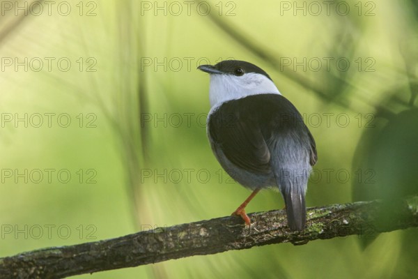 White-bearded Manakin (Manacus manacus) perched on a branch in the Atlantic rainforest of southeast Brazil