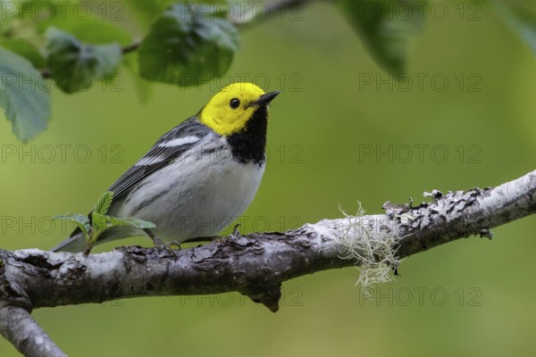 Hermit Warbler (Setophaga occidentalis) perched on a branch in Washington State, USA