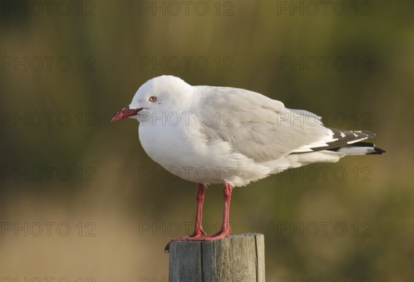 Silver Gull (Chroicocephalus novaehollandiae scopulinus), New Zealand