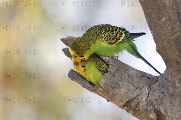 Budgerigar (Melopsittacus undulatus), Queensland, Australia