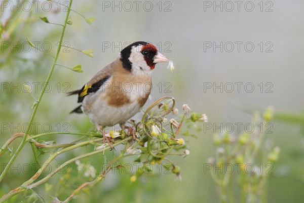 European Goldfinch (Carduelis carduelis), Lake Neusiedl, Austria
