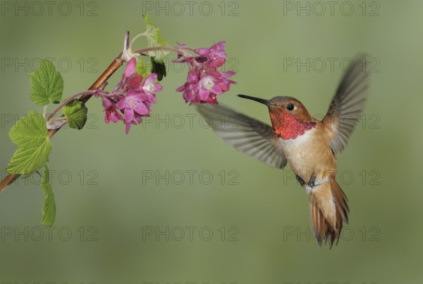 Rufous Hummingbird (Selasphorus rufus) male, British Columbia, Canada