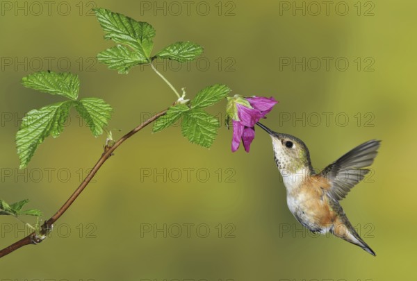 Rufous Hummingbird (Selasphorus rufus) female, British Columbia, Canada