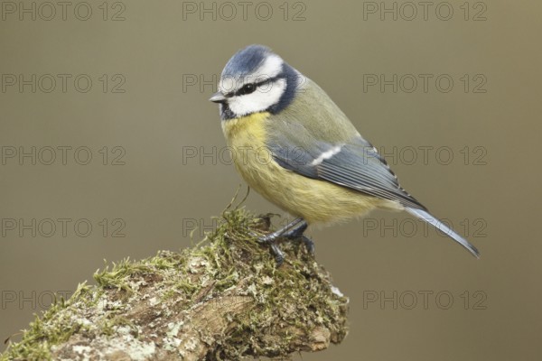 Eurasian Blue Tit (Cyanistes caeruleus), Rhineland-Palatinate, Germany