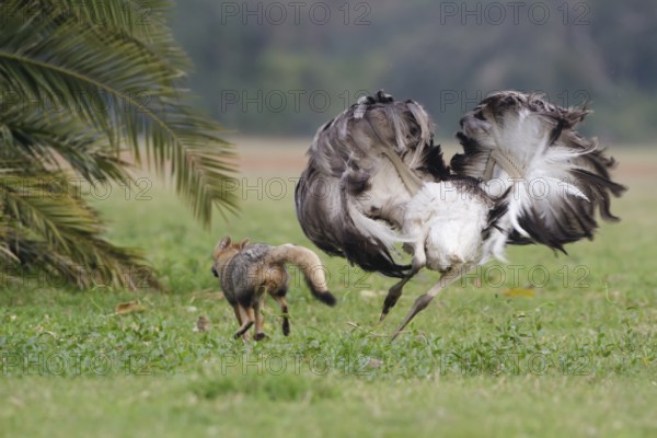 Greater Rhea (Rhea americana) chasing Pampas Fox (Lycalopex gymnocercus) away, Corrientes, Argentina