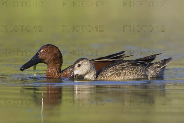 Cinnamon Teal (Spatula cyanoptera), Texas, USA