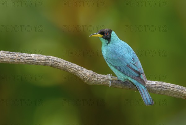 Male Green Honeycreeper (Chlorophanes spiza) - at Laguna Lagarto Lodge near Boca Tapada, Costa Rica