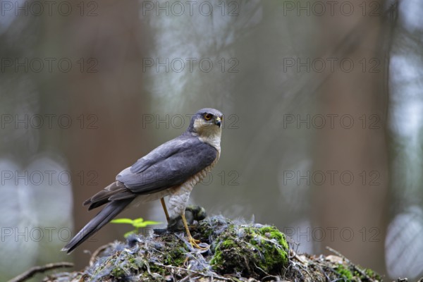 Sperber; lat. Accipiter nisus; Männchen mit Beutevogel am Rupfplatz auf Wurzelteller