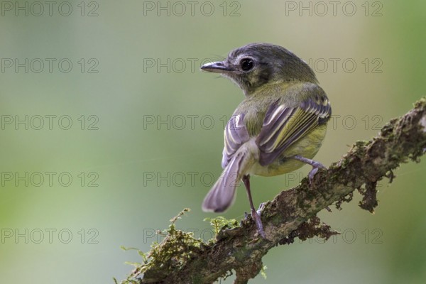 São Paulo Tyrannulet (Phylloscartes paulista) perched on a branch in the Atlantic rainforest of southeast Brazil