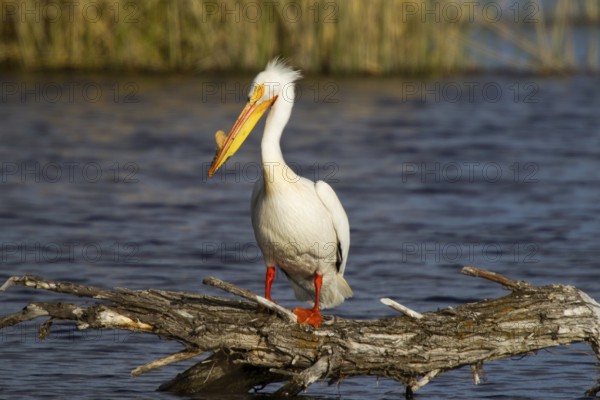 American White Pelican Pelecanus erythrorhynchos Lower Klamath Lake National Widlife Refuge, California, Unites States 9 May Adult Pelicanidae
