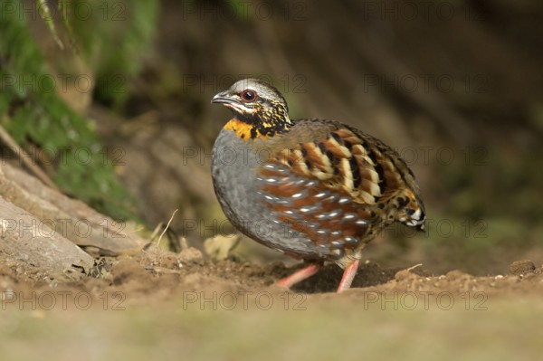 Rufous-throated Partridge (Arborophila rufogularis), Yunnan, China