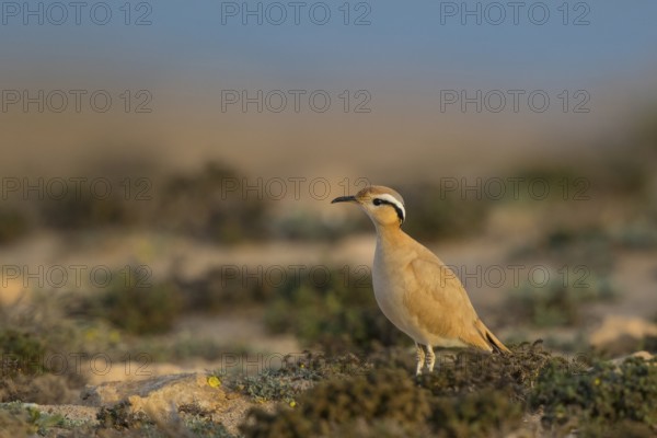 Cream-colored Courser (Cursorius cursor), Fuerteventura, Spain