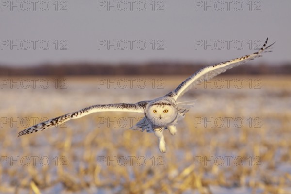 Snowy Owl (Bubo scandiacus) flying, Ontario, Canada