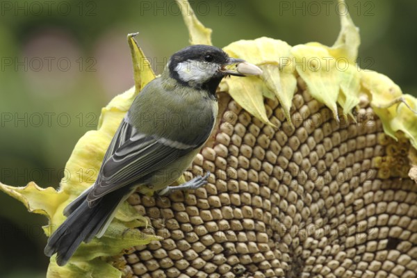 Great Tit (Parus major), Lower Saxony, Germany