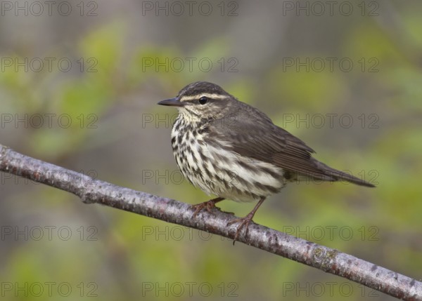 Northern Waterthrush (Parkesia noveboracensis), Michigan, USA