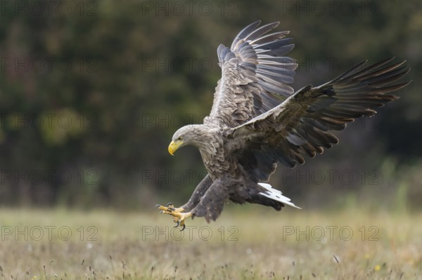 White-tailed Eagle (Haliaeetus albicilla) flying, Kutno, Poland
