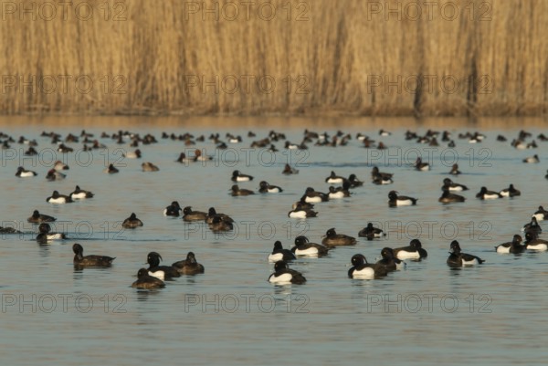 Tufted Duck (Aythya fuligula), Vorarlberg, Austria
