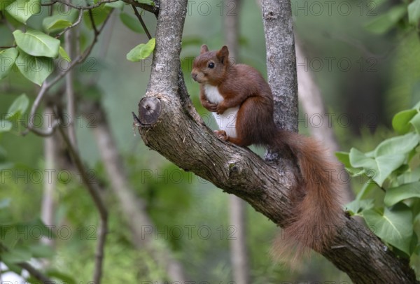 Eurasian red squirrel (Sciurus vulgaris), sitting on a tree trunk, Stuttgart, Baden-Württemberg, Germany