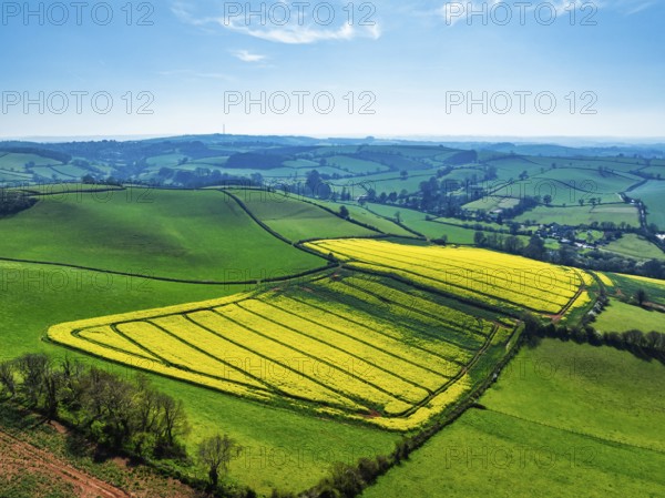 Rapeseed fields and Farms over Devon Windmill from a drone, Torquay, Devon, England, United Kingdom