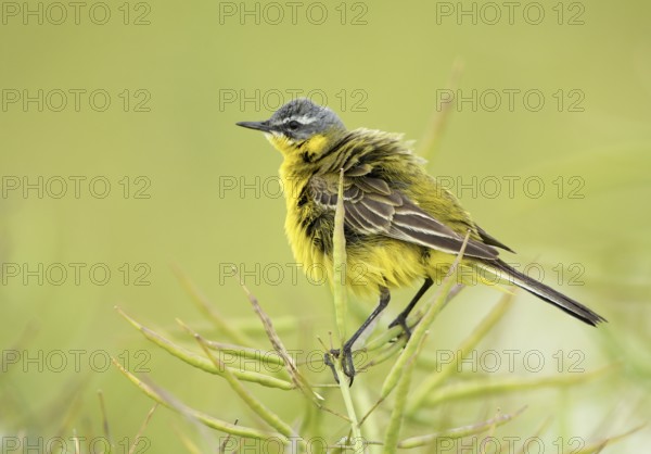 Western Yellow Wagtail (Motacilla flava), Schleswig-Holstein, Germany