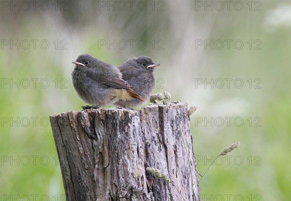 Black Redstart (Phoenicurus ochruros) chick, Mecklenburg-Western Pomerania, Germany