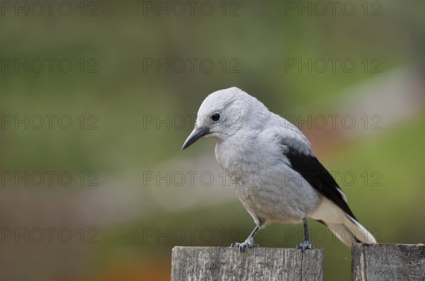 Pine Jay (Nucifraga columbiana), Banff National Park, Alberta, Canada