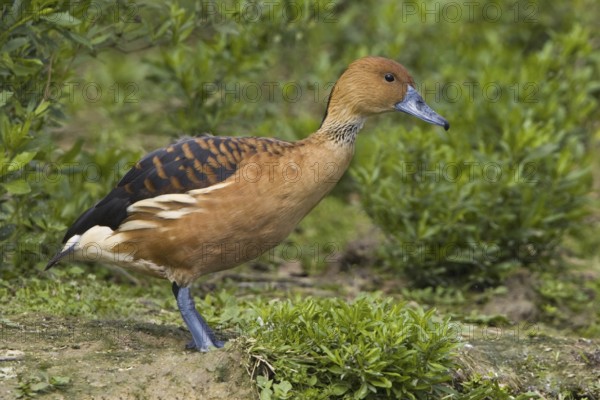 Fulvous Whistling Duck (Dendrocygna bicolor), Texas, USA