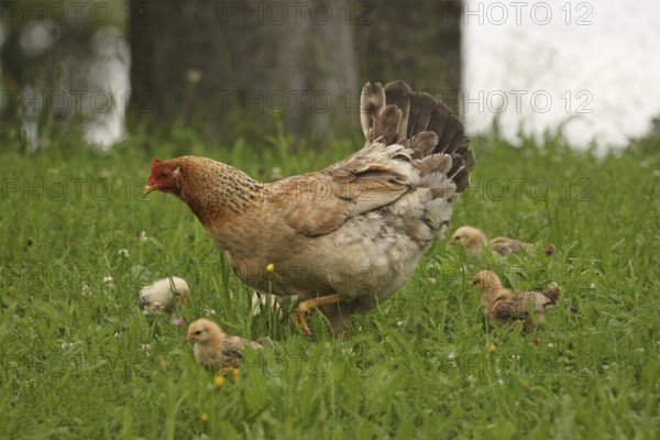 Domestic chicken with a few days old young ones looking for food in a meadow, free-range, organic farming, Lower Austria, Austria, Lower Austria, Austria