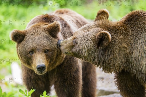 Portrait of two Brown bears (Ursus arctos), kissing in a forest, Bavaria, Germany